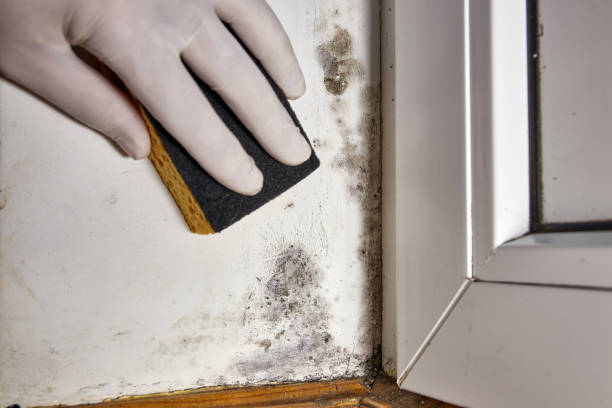Best Real Estate Mold Inspection  in Dale, IN